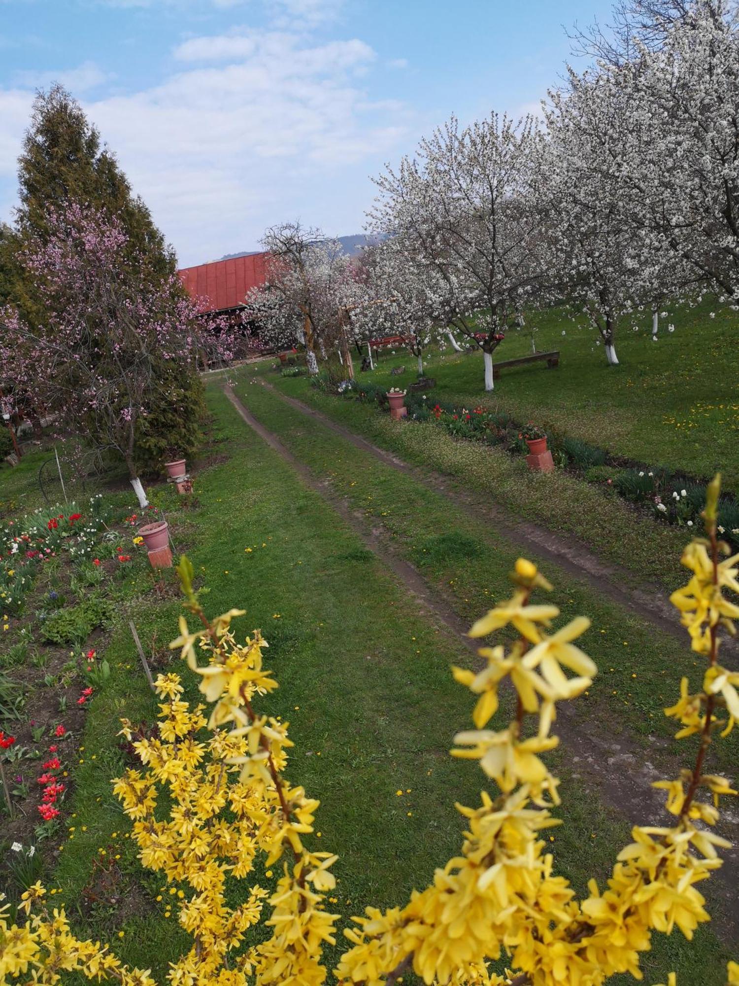Villa Casa Livada Bunicii Tîrgu Ocna Exterior foto